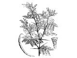 Acacia of the desert, or Shittim tree (Acacia seyal)